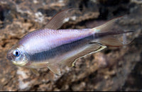 Emperor Tetra