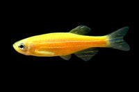 GloFish Danio