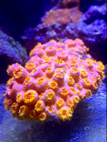 Sun Coral