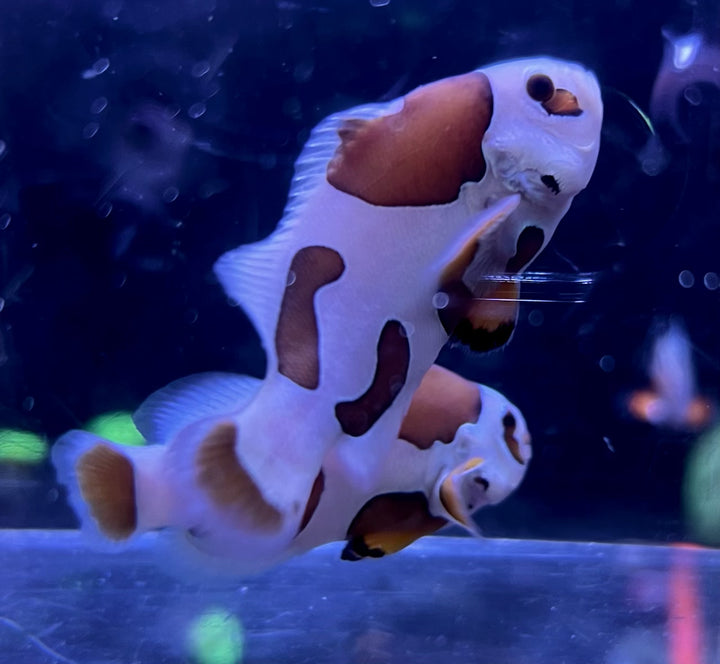 Picasso Storm Clownfish Pair