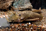Bristlenose Pleco Large