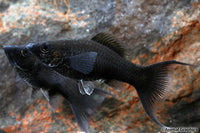 Black Lyretail Molly