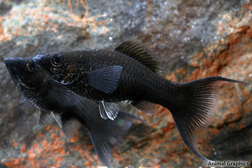 Black Lyretail Molly