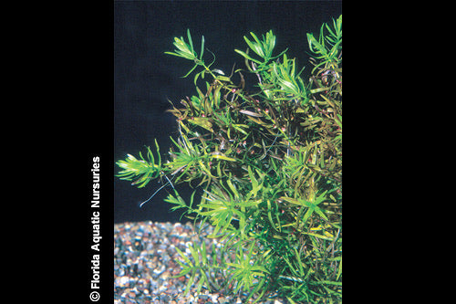 Didiplis Diandra Plant Bunched