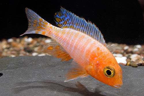 Ruby Crystal Peacock Cichlid