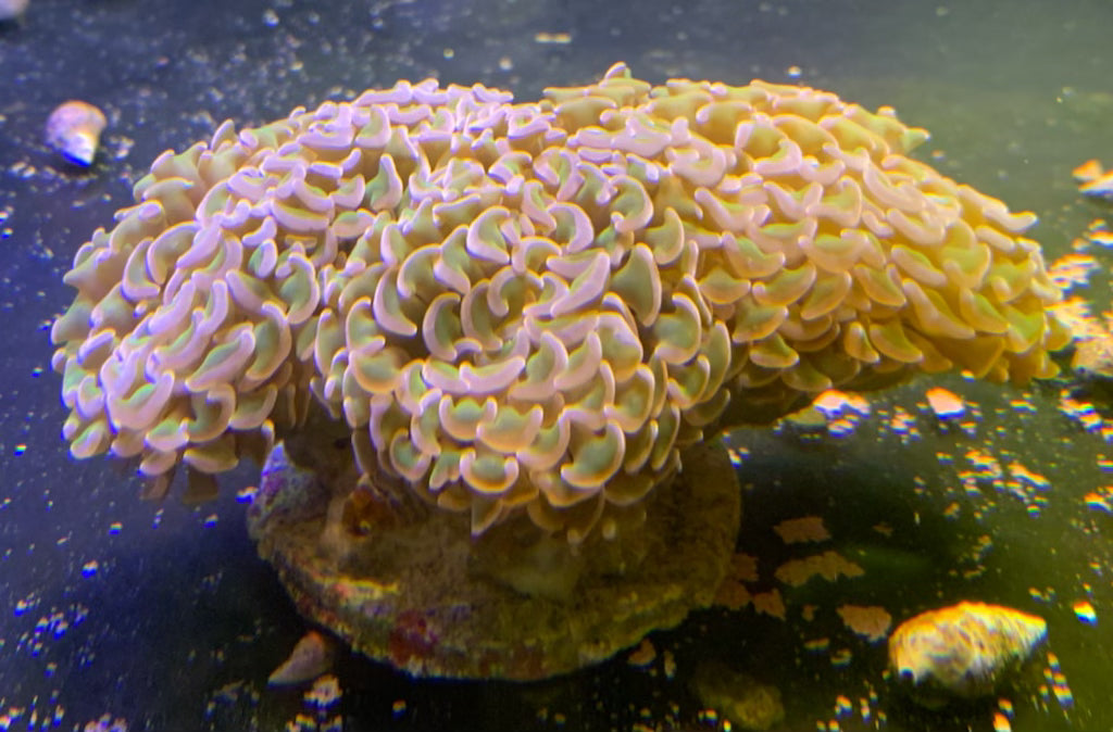 Neon Green Hammer Coral