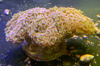Neon Green Hammer Coral