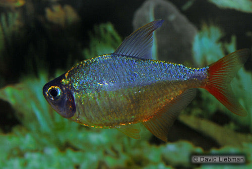 Red & Blue Colombian Tetra