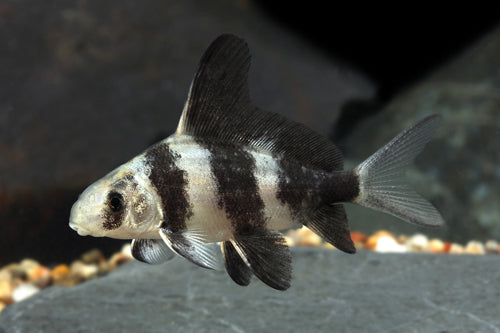 Chinese Highfin Shark