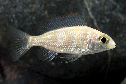 Taiwan Reef Protomelas Steveni Cichlid