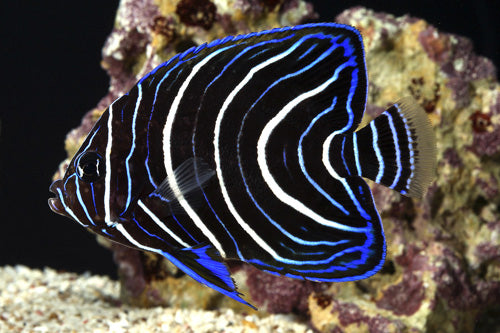 koran angelfish