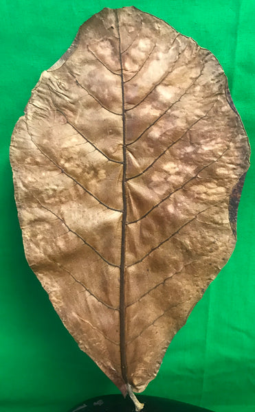 Indian Almond Leaf