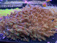 Metallic Green Goniopora Coral - Fiji