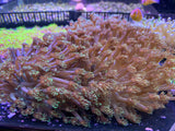 Metallic Green Goniopora Coral - Fiji