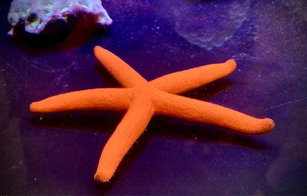 Orange Linckia Sea Star