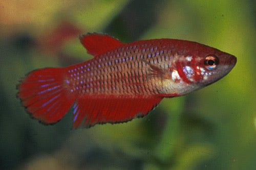 Betta Female