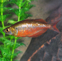 Red Irian Rainbowfish