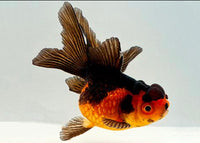 Red & Black Oranda Goldfish