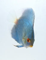 Blue Diamond Discus