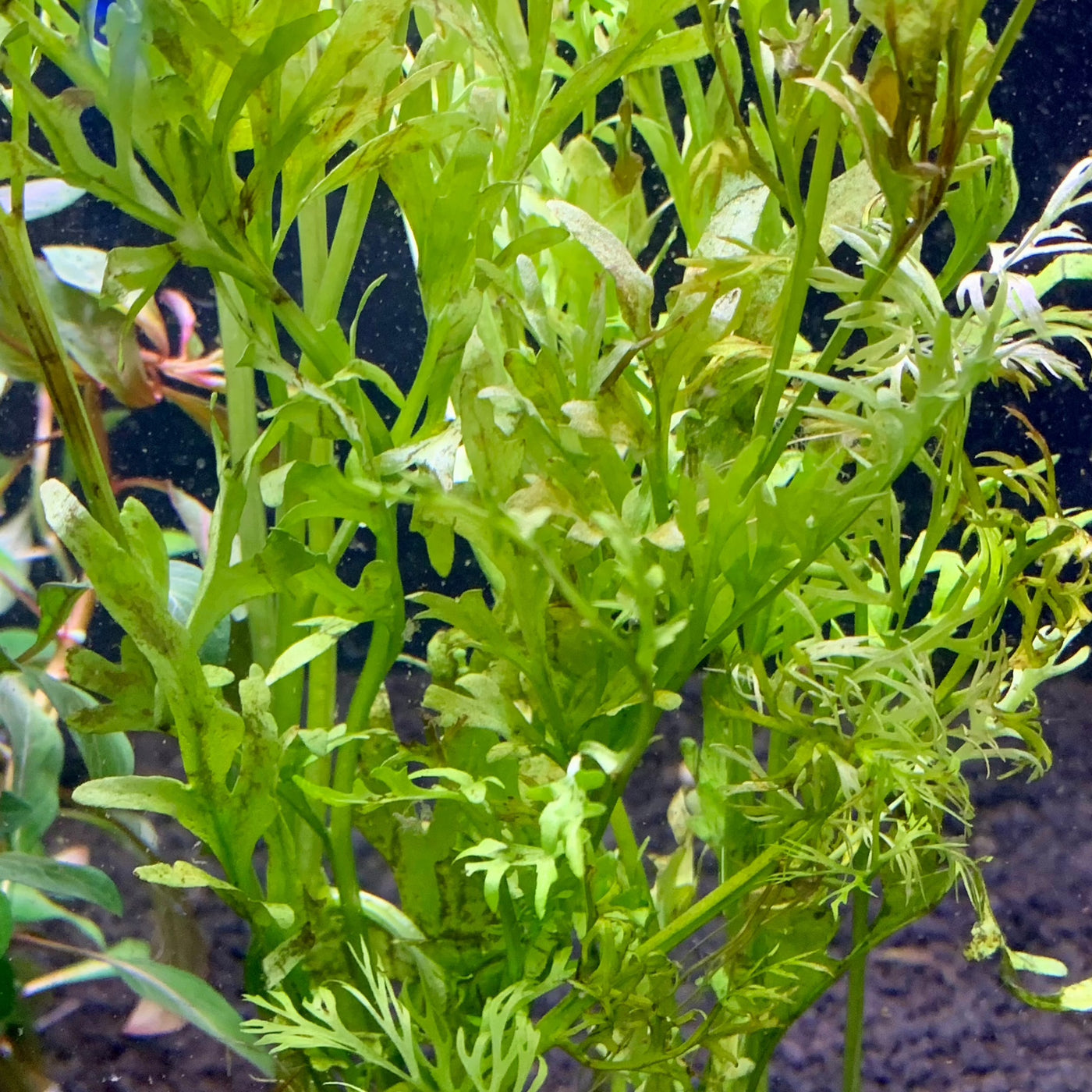 Water Sprite Potted