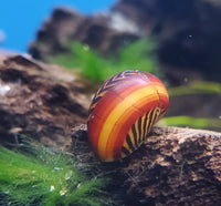 Red Racer Nerite Snail