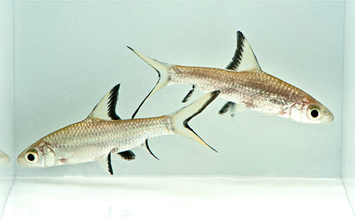 Bala Shark