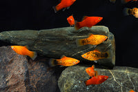 Assorted Platy