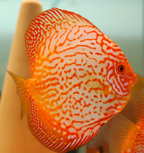 Discus · Reeflifeaquariums.com