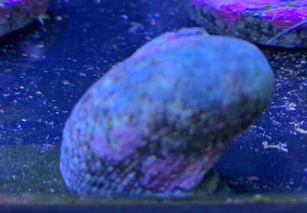 Tropical Turbo Snail