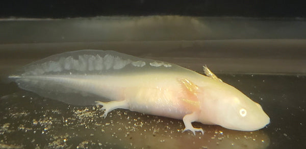 Axolotl (Albino) 3" - 4.5"
