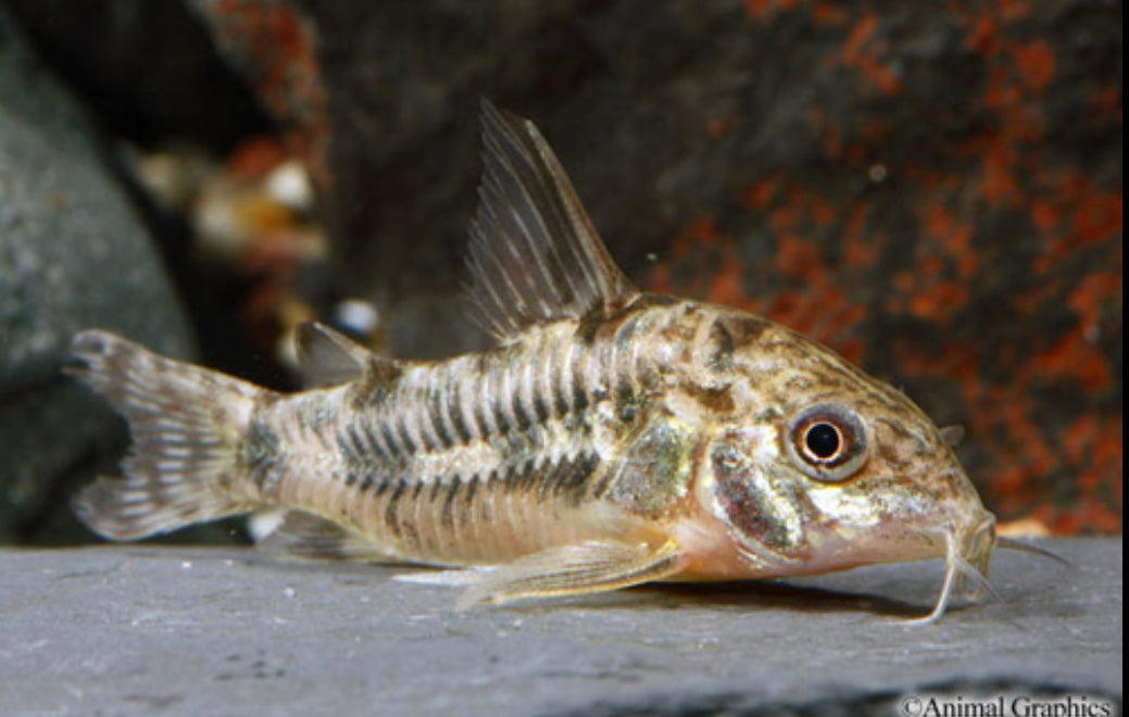 Peppered Corydora – Reeflifeaquariums.com