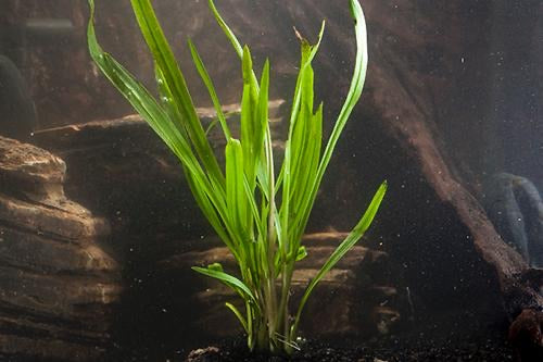 Cryptocoryne Spiralis Potted