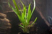 Cryptocoryne Spiralis Potted