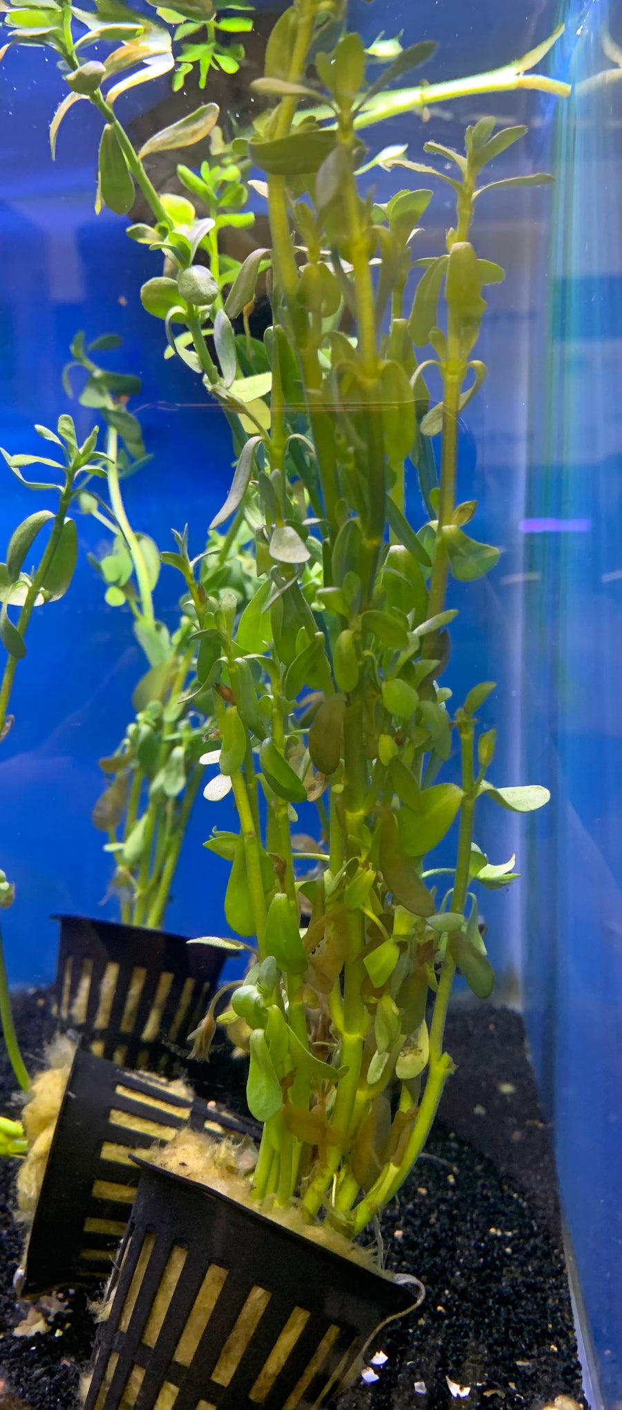 Moneywort Plant Potted