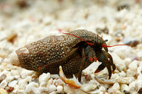 Red Leg Hermit Crab