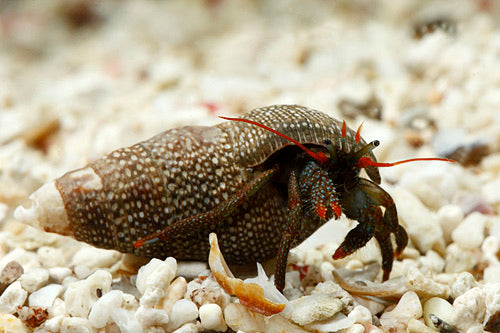 Red Leg Hermit Crab