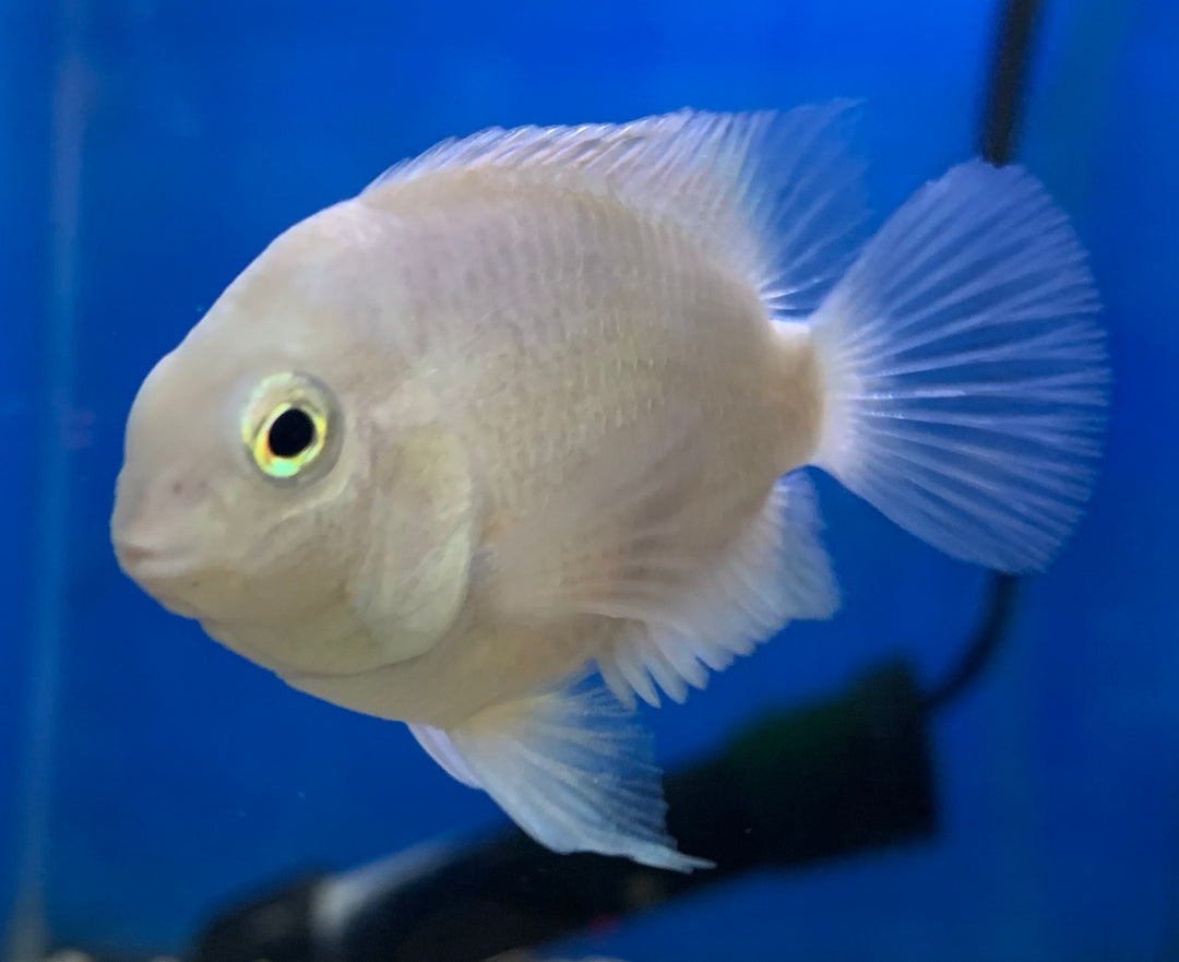 Snow White Parrot Cichlid – Reeflifeaquariums.com Snow White Parrot Cichlid – Reeflifeaquariums.com