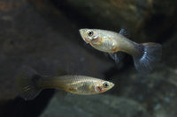 Assorted Guppy ( Female/Male)