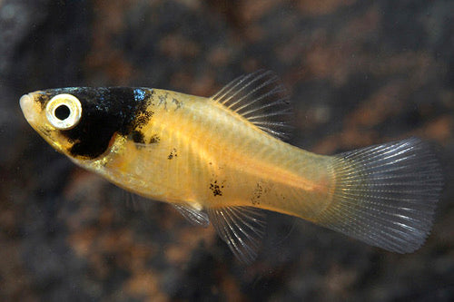 Bumble Bee Platy