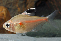 Bleeding Heart Tetra