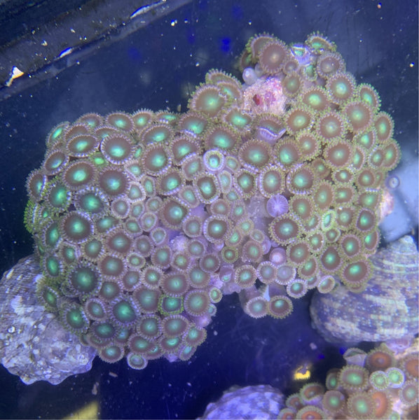 Super Green Zoanthid Colony