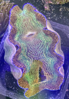 Derasa Clam 10" - 12"