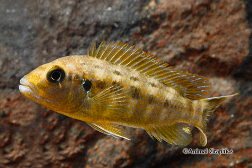 Makonde Pseudotropheus Williamsi Cichlid