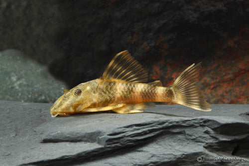 Clown Pleco L103