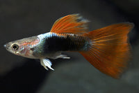 Red Tuxedo Guppy Male