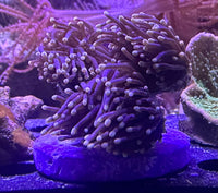 Black Torch Coral