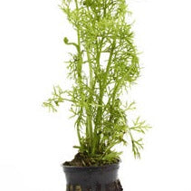 Water Sprite Potted