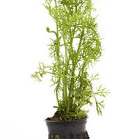Water Sprite Potted