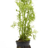 Water Sprite Potted