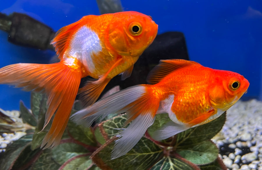 Red & White Ryukin Goldfish